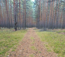Прирезка лесных участков Кадастровые работы в Волжском
